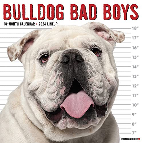 Willow Creek Press Bulldog Bad Boys Monthly 2024 Wall Calendar (12″ x 12″)