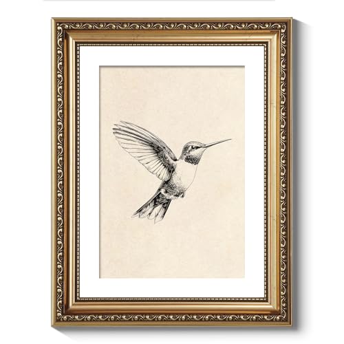 ARPEOTCY Vintage Gold Framed Wall Art Decor, Hummingbird Sketch W...
