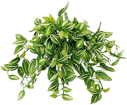 Amazon トラディスカンチア 人工植物 人工観葉植物 オンライン通販