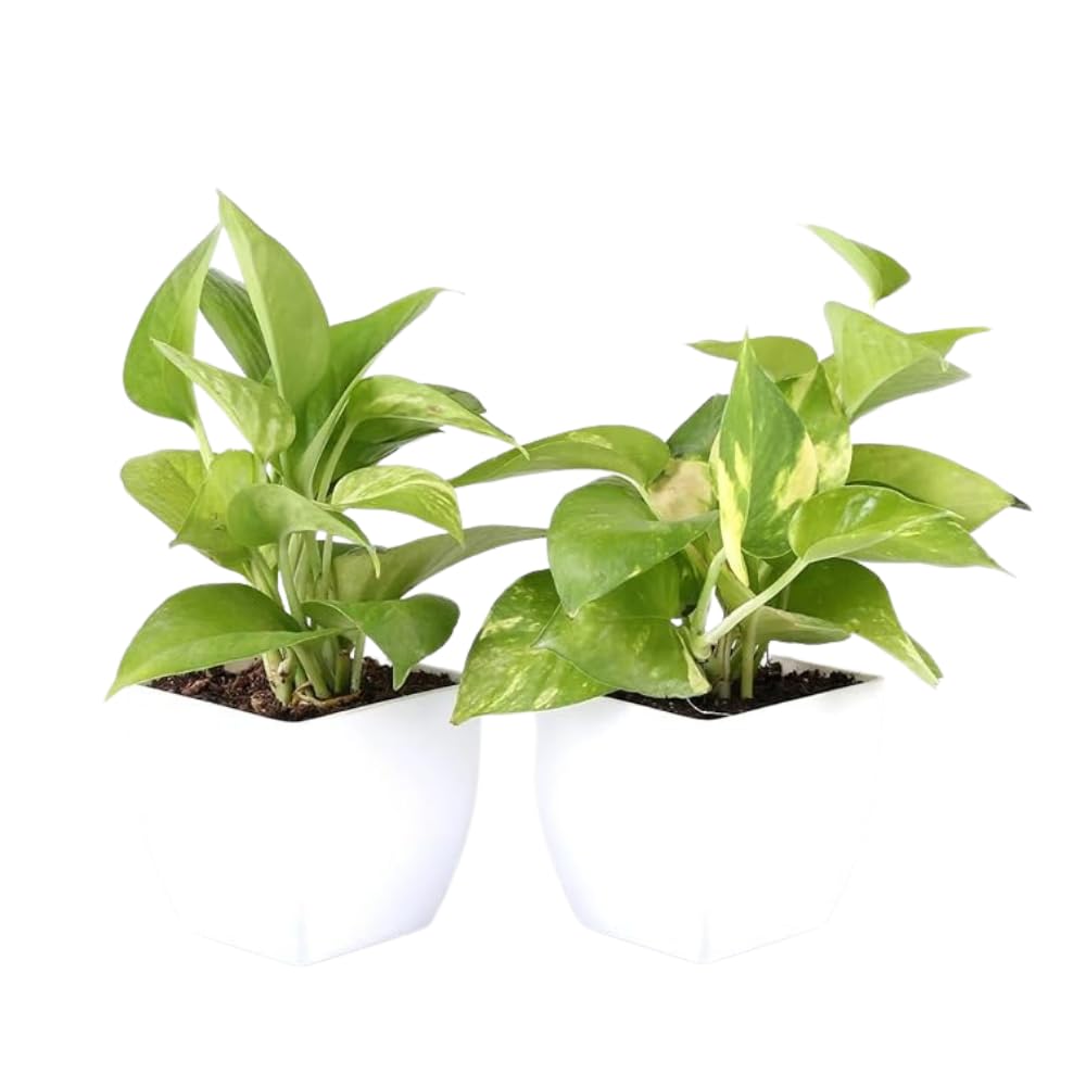 JESAA GREENS Combo of 2 Good Luck Live Money Plant With White Plastic Pots | Air Purifier & Good Luck Plants | Indoor Plant for Living Room | Home & Office Decor | Plant for Gifting | Set of 2
