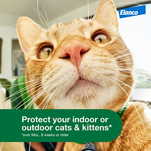 Advantage XD Large Cat Flea Prevention & Treatment For Cats over 9lbs. | 2-Topical Doses, 2-Months of Protection Per Dose - Image 4