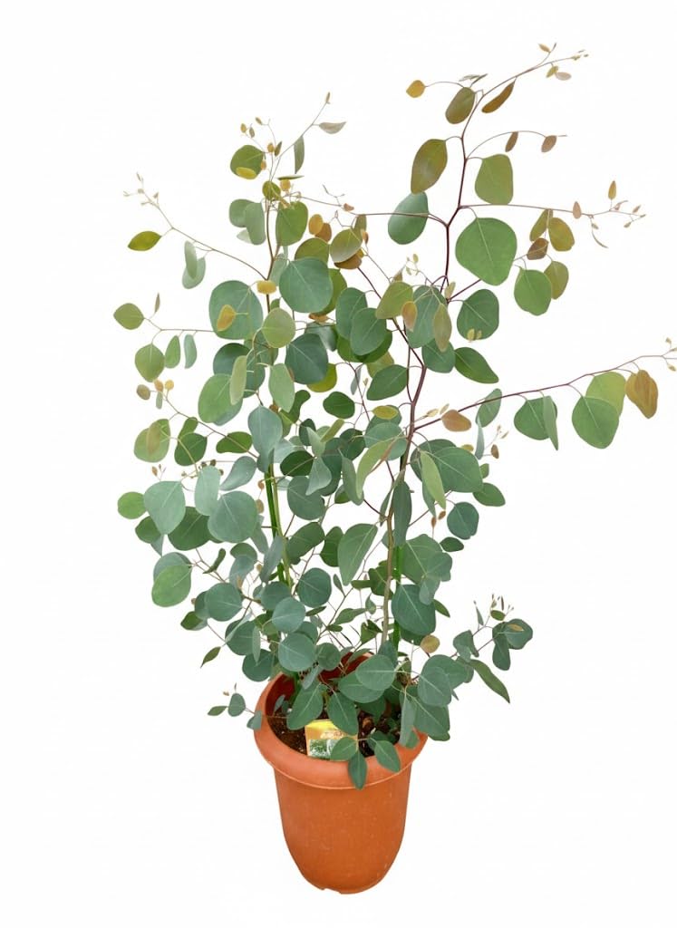 Amazon｜ユーカリ ポポラス 8号｜観葉植物 オンライン通販