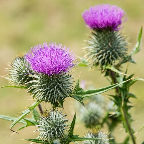 Alpi Nature Mariendistel Pulver 500g, Mariendistelsamen gemahlen, Mariendistel Samen gemahlen