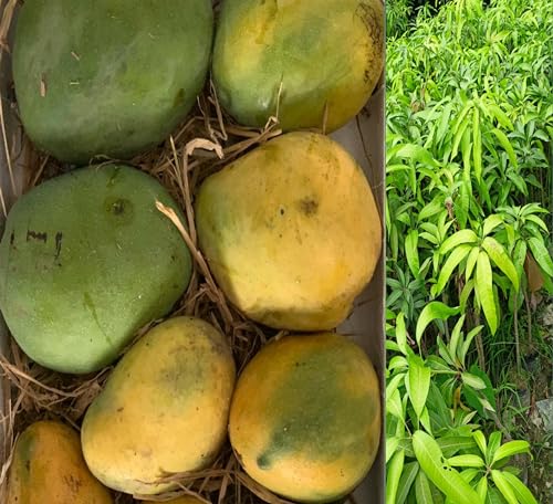 Image of Authentic Imam Pasand Mango Plant (Grafted Plant, 2-3 Feet Height)-Fruit After 1.5-2 Years Create Your Own Tropical Paradise Hybrid 1 Healthy Live Plant PB 31