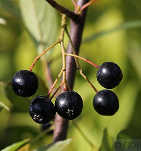 Hochstamm Apfelbeere Nero 60-80cm - Aronia melanocarpa - lebende Gartenpflanze aus den Baumschulen