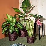 Zoom IMG-2 scheurich water hyacinth 26 vaso Zoom IMG-2 scheurich water hyacinth 26 vaso