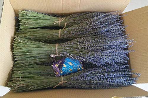 TooGet-Lavender-Dried-Ultra-Blue-Bundles-400-Stems-16-18-Long-for-Home-Decor-Crafts-GiftWedding-or-Any-Occasion TooGet Lavender Dried Ultra Blue Bundles 400 Stems 16 18 Long for Home Decor Crafts GiftWedding or Any Occasion