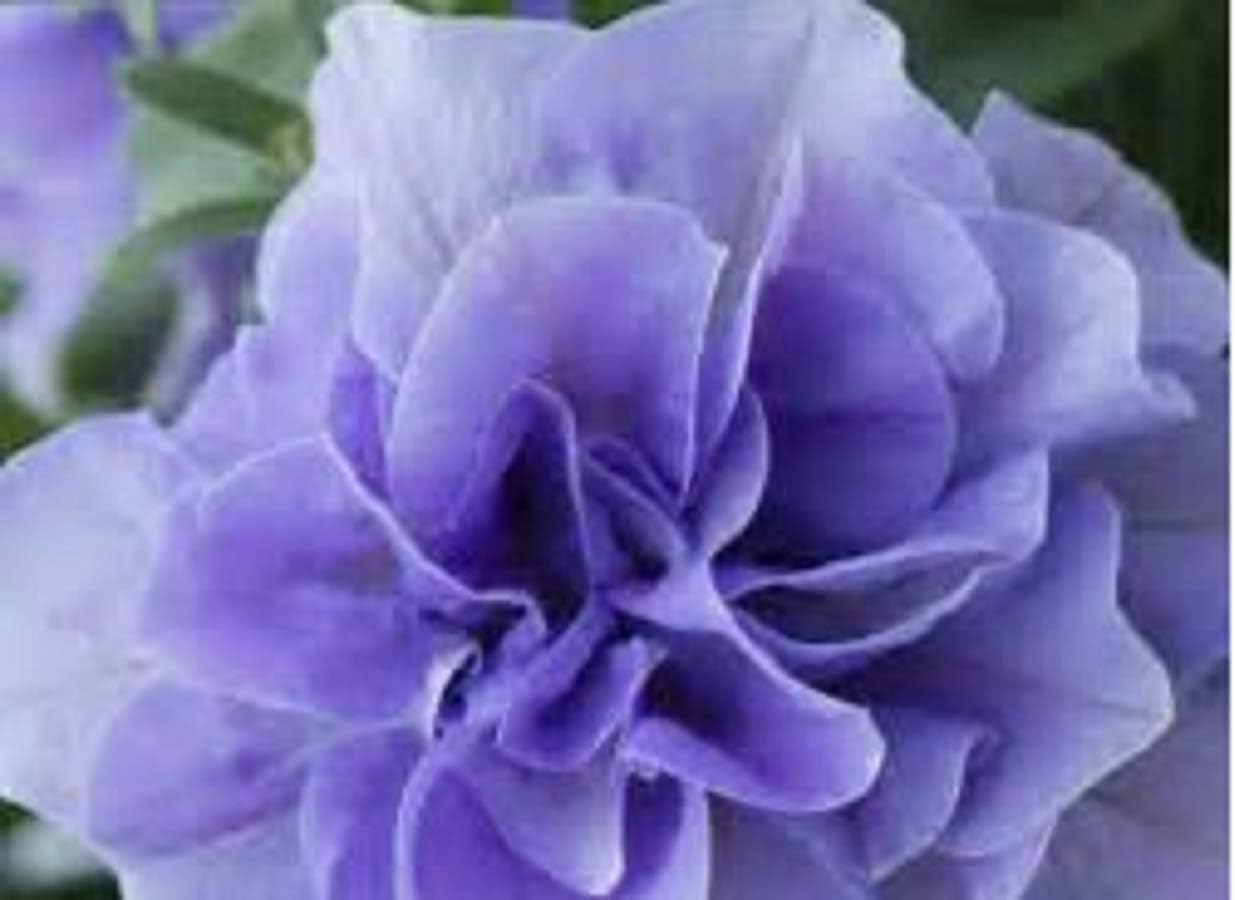 Trailing Petunias Double Flowered TUMBELINA Maria Plug Plants (16)