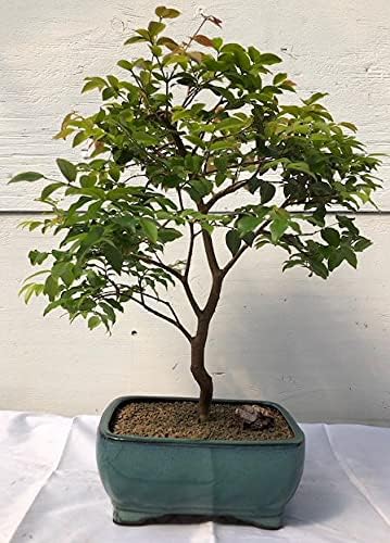 Bonsai Boy c1266 Flowering Jaboticaba Bonsai Tree - Eugenia Cauliflora - Large
