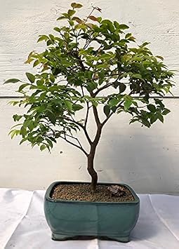 Bonsai Boy Jaboticaba Bonsai Tree