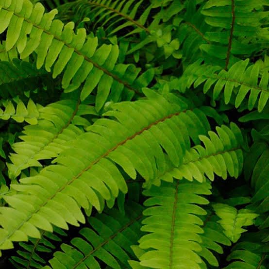 S.D ENTERPRISE Organic Sword Fern Plant