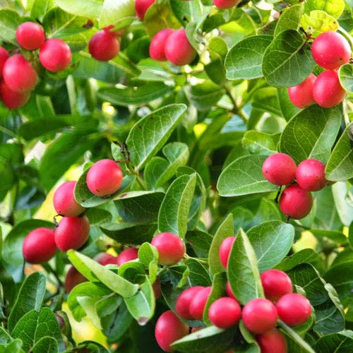 Indian Green Land Dwarf Karonda Cherry Fruit Plant Carissa carandas 1 Helathy Live Plant (B0C1HJM1FS) Amazon Price History, Amazon Price Tracker