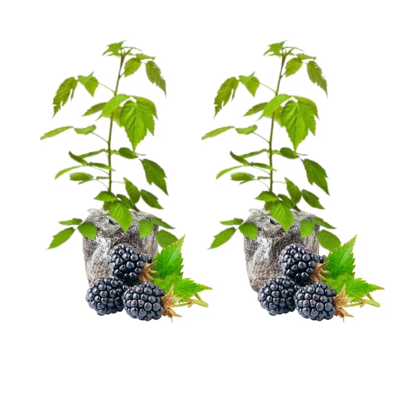 Set 2 Thornless BlackBerry Bushes Live Plants, Edible Blackberries Fruit Tree, 4-8 Inch, Outdoor and Container Growing - Triple Crown