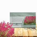 Outsidepride Heuchera Firefly - 5000 Seeds