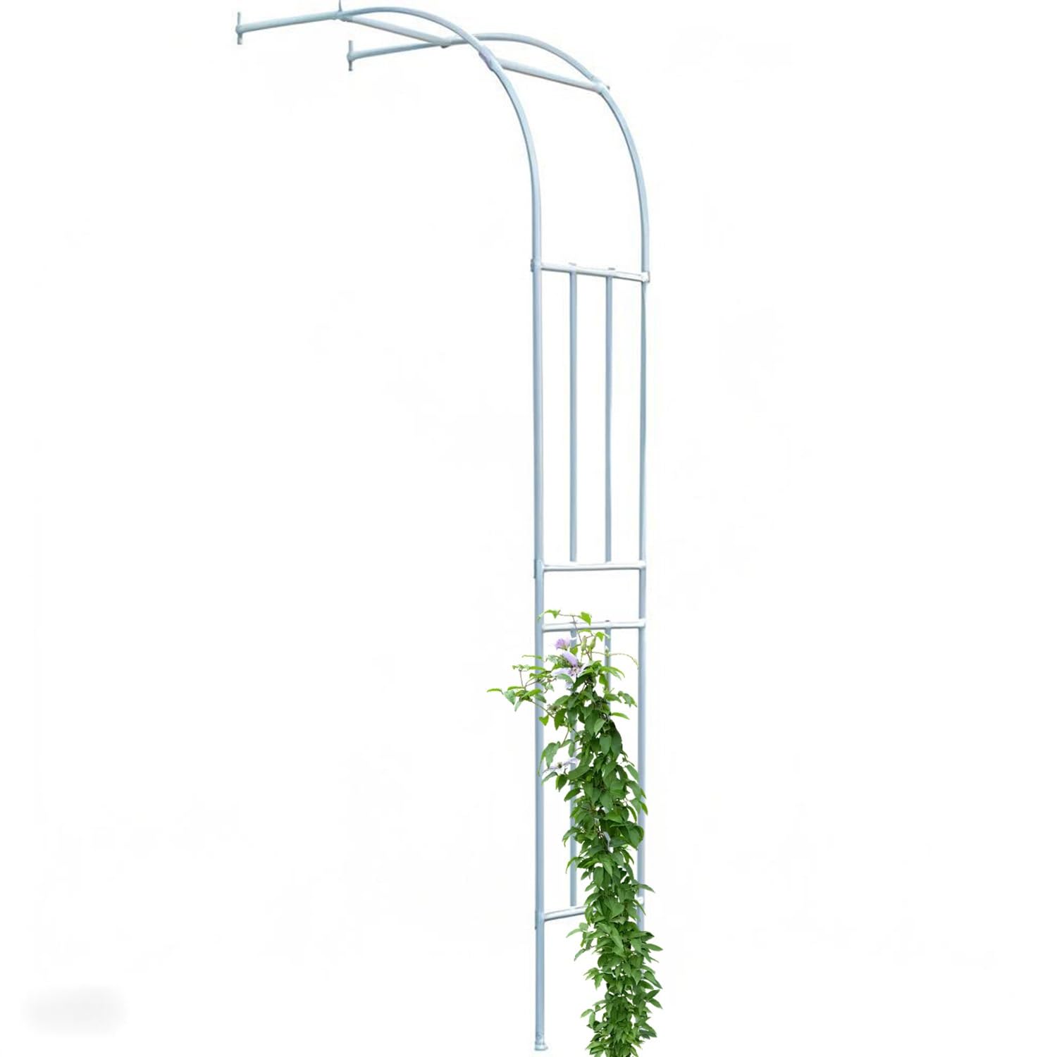 Plantes grimpantes : arche de jardin murale contre les murs nus