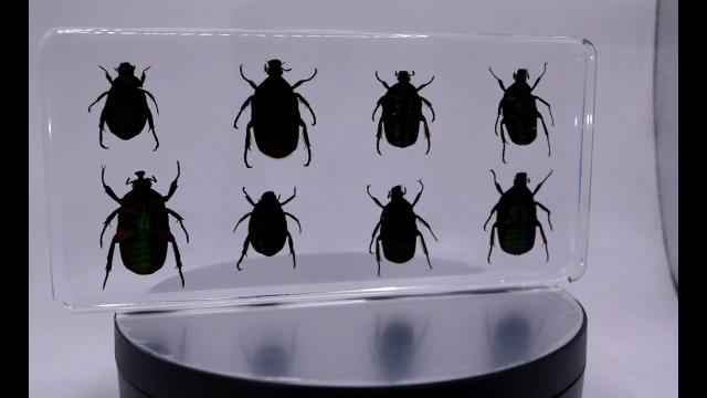 Image of Real 8pcs Green Rose Chafer Beetles in 6.3 inch Crystal Clear Lucite Resin Paperweight Specimen Preserved Bug Taxidermy Crafts Collection for Biology Science Education & Desk Ornament Display