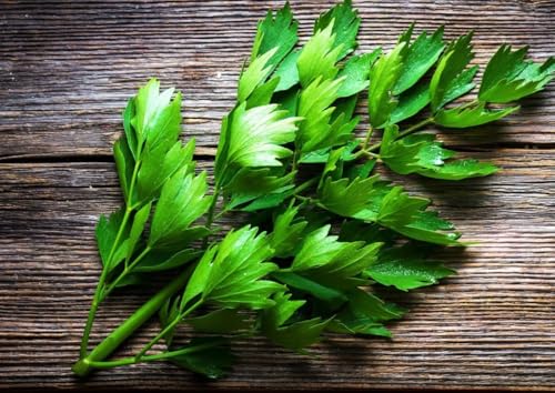 1 Pack of 50 SEEEDS Lovage - Celery