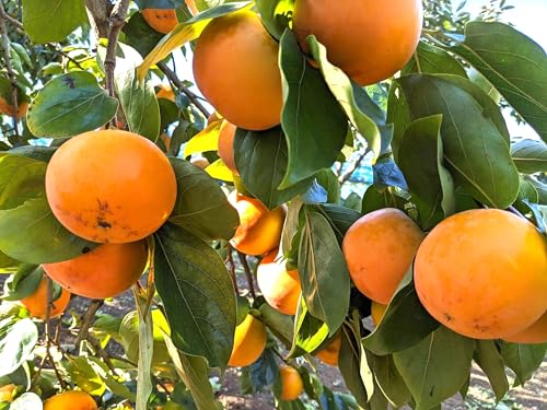 ` Ê` yΉ ؔ_z ̊` xL` i킨C 7kg L 32 錧Ήs s10/{`11/{oׁt