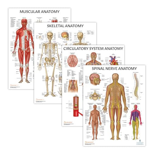 Image of Anatomy Lab Human Anatomy Poster Set, 4 PACK LAMINATED | Muscular, Skeletal, Circulatory Systems, Spinal Nerves, 17.3 x 22.5 Inches, Anatomy and Physiology