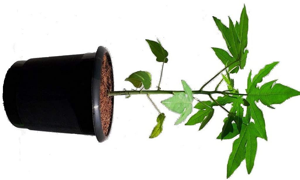 Creative Farmer Papaya Live Plant Fruit Plants For Home Garden (Healthy Plant) (PLANT-155-PAPAYA|345YKA@) (B09HCRB25P) Amazon Price History, Amazon Price Tracker