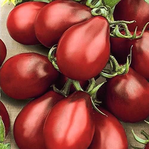 NIKA SEEDS - Tomate de Barao negro vegetal - 40 semillas