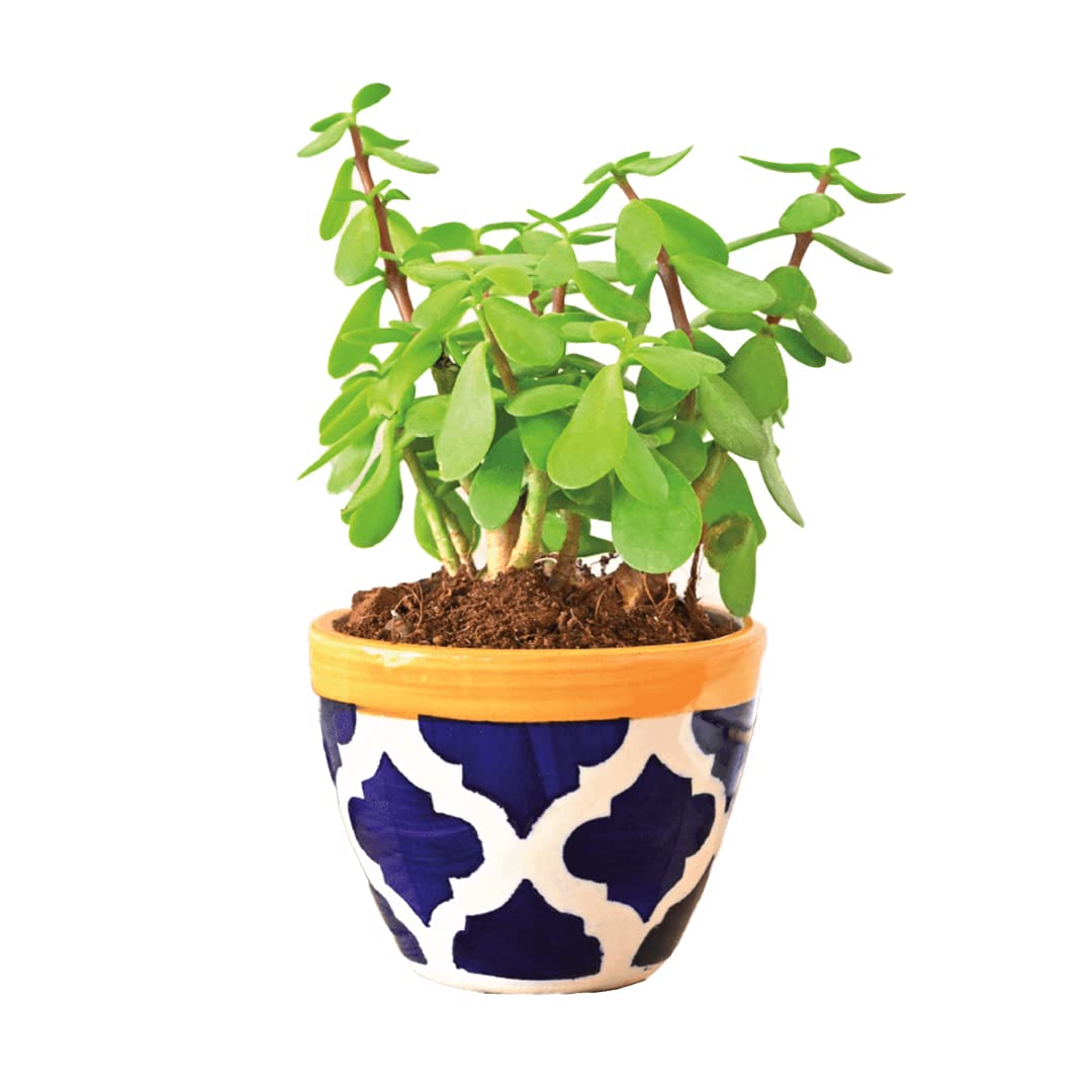 See full amazon price history chart for Ugaoo Good Luck Jade Plant with Apple Rose Blue Ceramic Pot - 4 Inch Ugaoo Good Luck Jade Plant with Apple Rose Blue Ceramic Pot - 4 Inch (B09W5YQX8B) Amazon Price History, Amazon Price Tracker