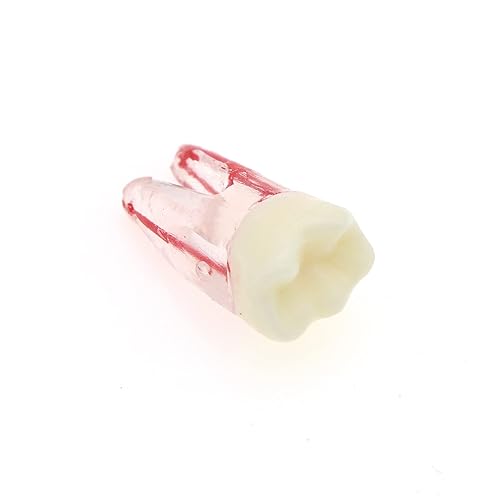 Miniatura 5 de 5pcs Dientes de la cavidad de la pulpa del conducto radicular dental Modelo Endodontic Practice RCT Typodont M8007 11# 14# 16# 21# 33# 34# 35# 36#