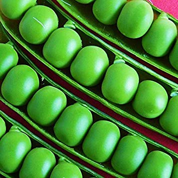Guisante de semilla de maceta - Ambassador [cultivo principal temprano] - 360 semillas [¿criadas para el verano británico?]