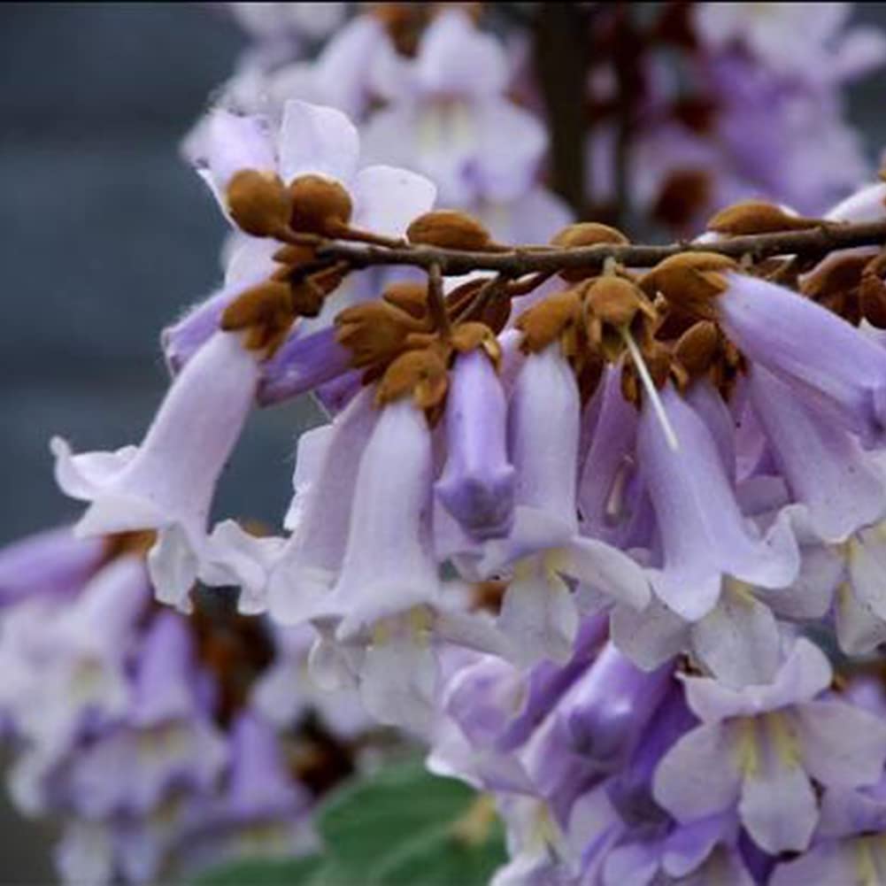Saterkali Nasiona Paulownia Elongata, 100 szt. Nasiona Paulownia Elongata Las Szybko rosnące drzewo Roślina ogrodowa do domu Nasiona Paulowni