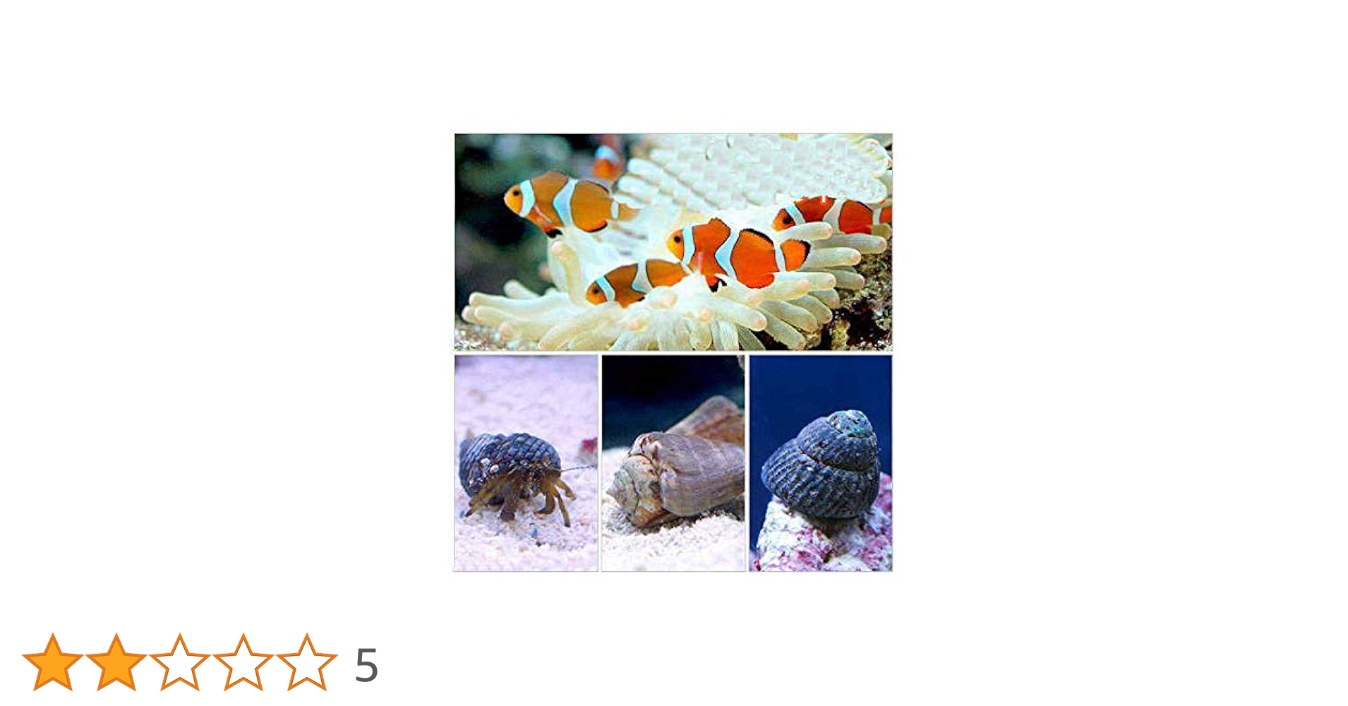 Amazon | （海水魚）カクレクマノミ（2匹）とお掃除屋さん