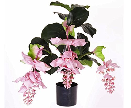 Künstliche Medinilla Tropen Kunstpflanze mit 4 rosa Blüten, 80cm hoch - Exotische Tropische Zierpflanze Medinille