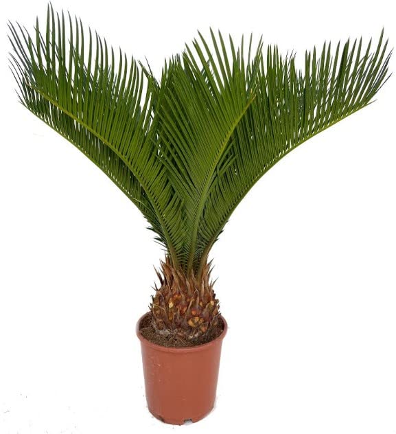 Palma del Sagú (Cycas Revoluta) Natural Palmera de Exterior