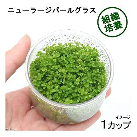 Amazon 水草 組織培養 ニューラージパールグラス 無農薬 １カップ Charm チャーム 生体水草 通販