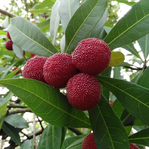Cetechondra 80 Stück Rubra Fruchtsamen