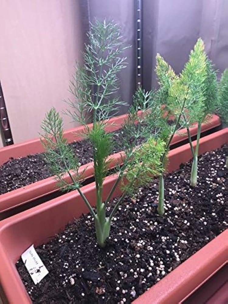 植物育成ライト 電照用LED蛍光灯 そだ照るLED蛍光灯 水耕栽培 Amazon.co.jp: 植物育成ライト 植物 LED ライト アクアリウム 食