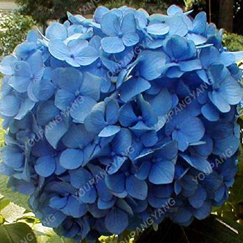 1, violet: Shopvise hortensia Graines jardin 20Pcs / Pack Couleur (Violet)