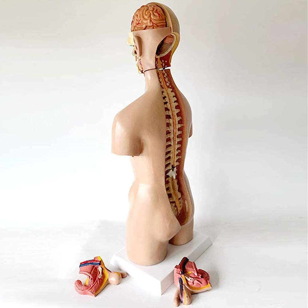 Modello del Corpo del Torso Umano smantellamento 19 Parti Anatomia Anatomia Organi Interni Medici 55cm Asexual Torso Umano Torso Modello anatomico viscerale