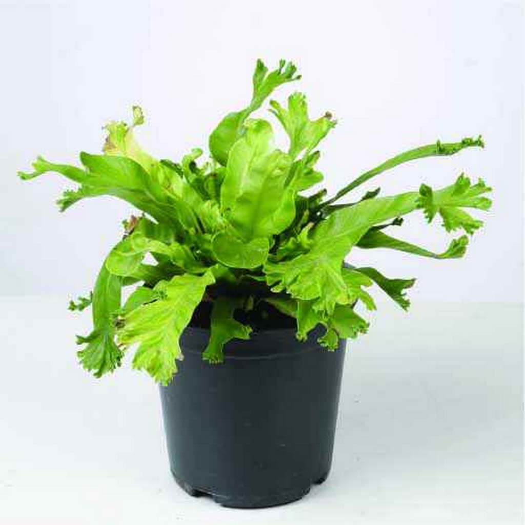 OhhSome Indoor Plant Decoration Bird’S Nest Fern (Asplenium Nidus) Colorful Plants Live (Healthy Plant) (B09L8GWWS9) Amazon Price History, Amazon Price Tracker