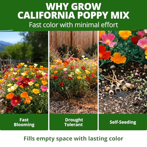 Image of HOME GROWN California Poppy Formula Mix Flower Seeds for Spring 2026 Planting, Eschscholzia californica, 3000 Seeds 3.9g, Heirloom Non-GMO California Wildflower Seeds Bulk, Poppy Flower Seed
