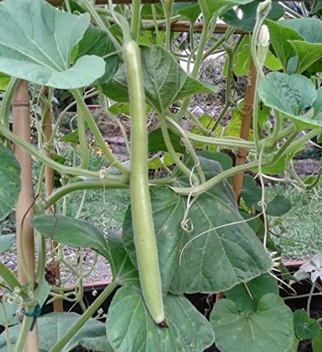 60 Seeds Of Long Sicilian Zucchini Buy Online In Andorra At Andorra Desertcart Com Productid 129687969