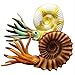AMOZ Feste Simulation Von Kindern Des Alten Tierspielzeugs Modell-Cambic Nautilus Chrysanthemum Schlangenstein-Invertebrat