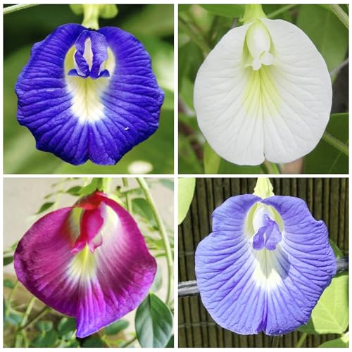 30Pcs Butterfly Pea Flower Seeds for Planting-Non-GMO Heirloom Plant Seeds Garden Outdoor