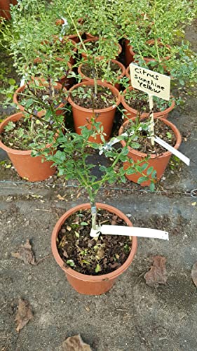 Citrus australasica 'Sunshine Yellow' greffé sur Poncirus trifoliata/Citronnier caviar 'Sunshine Yellow' / Conteneur de 2 à 2.9 litres/Touffe