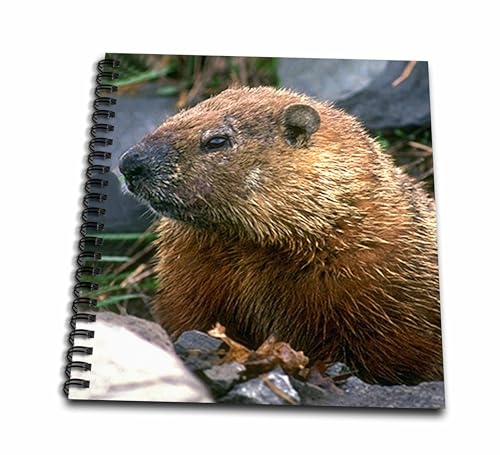 Livre de souvenirs Groundhog 3dRose idéal pour vos photos de famille en automne - 2