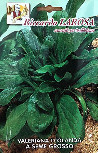 Semi - Valeriana D'Olanda A Seme Grosso Sementi Insalata Verde