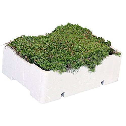 1 Kiste Plattenmoos, ca. 2 bis 2,5kg, frisch, naturgrün, Lappenmoos, Polstermoos