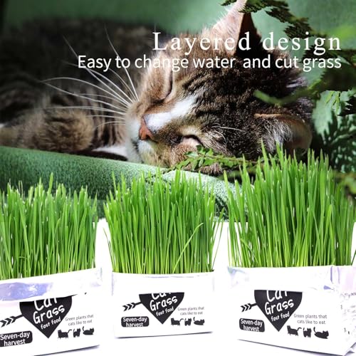 NEKOSEKO Bolsa mágica Cat Grass, 3 sacos, kit de grama interna para gatos (fácil de operar), abra a