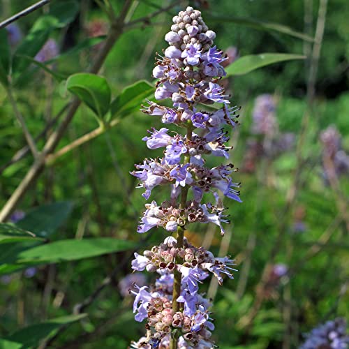 Mönchspfeffer (Vitex agnus-castus) - ca. 30 Samen