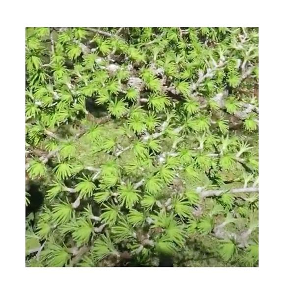 Stk - 10x Pseudolarix amabilis Goldlrche Bonsai Garten Pflanzen - Saat  B142 - Seeds & Plants Shop by Ipsa : Amazon.de: Garten