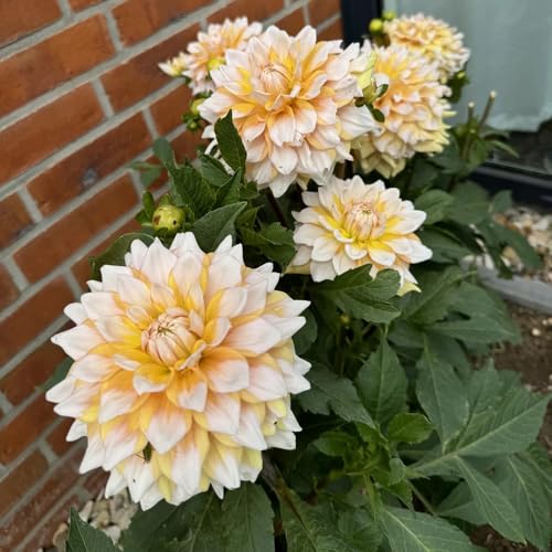 I tuberi della dalia sono bulbi resistenti della dalia decorazione del giardino per esterno I tuberi di Dali sono resistenti fiori per balcone piante d'appartamento esotiche regali per 2pcs